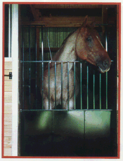 horse stall with door guard installed